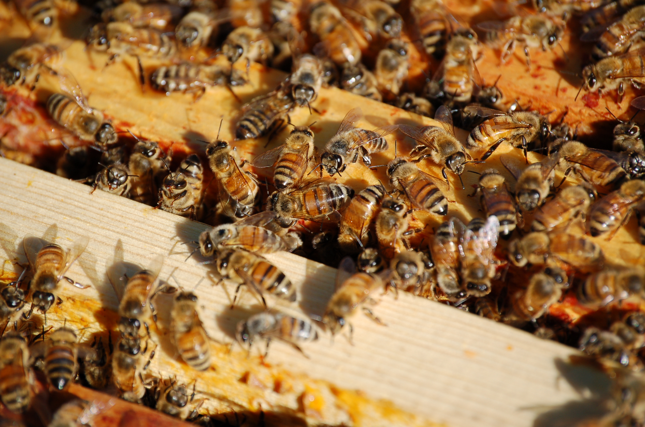 Fonds d'cran Animaux Insectes - Abeilles Gupes ... 