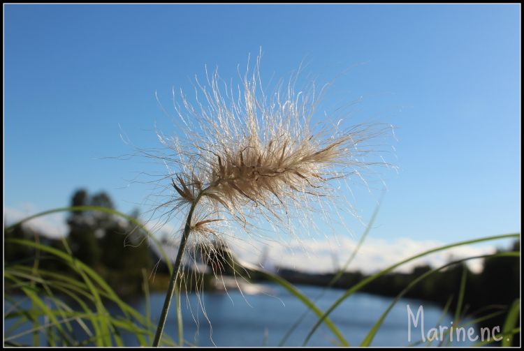 Wallpapers Nature Herbs Douceur