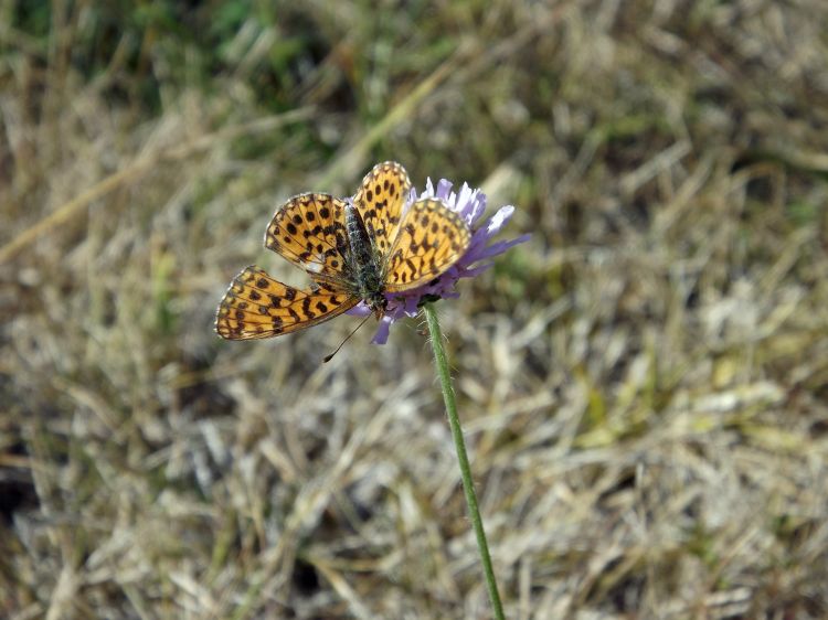 Fonds d'cran Animaux Insectes - Papillons l' aile casse