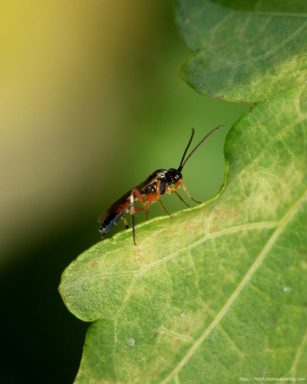 Fonds d'cran Animaux Insectes - Divers Mini...