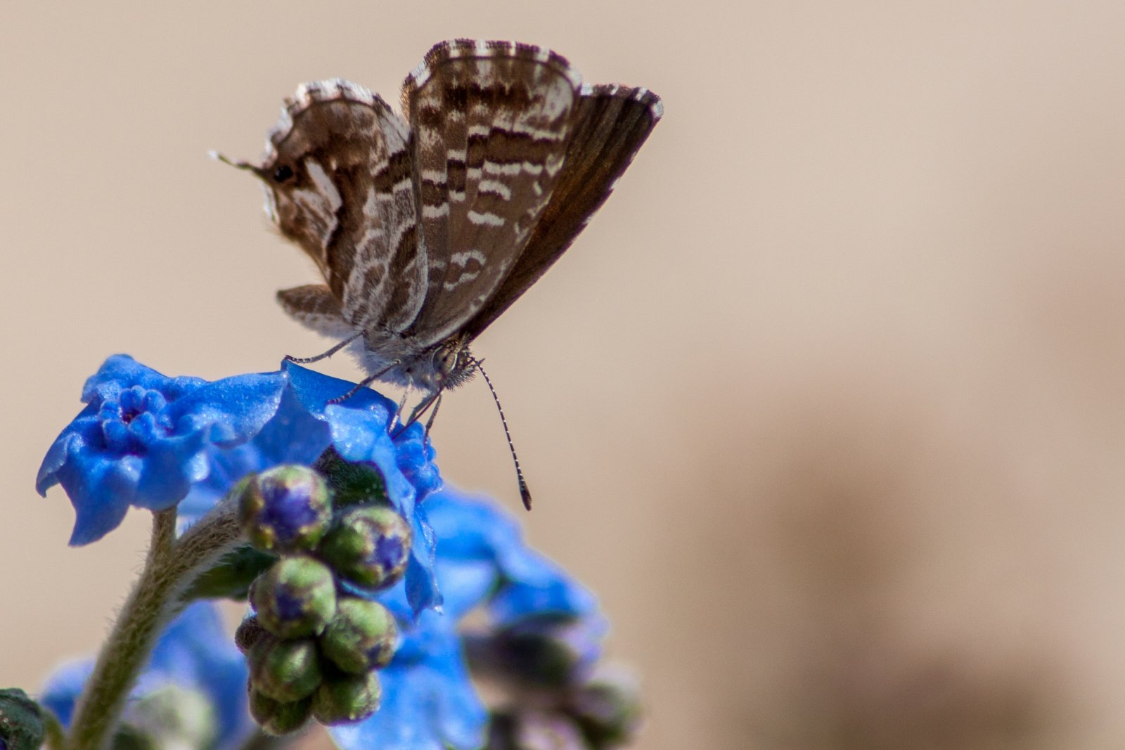 Fonds d'cran Animaux Insectes - Papillons nectar de schtroumpf