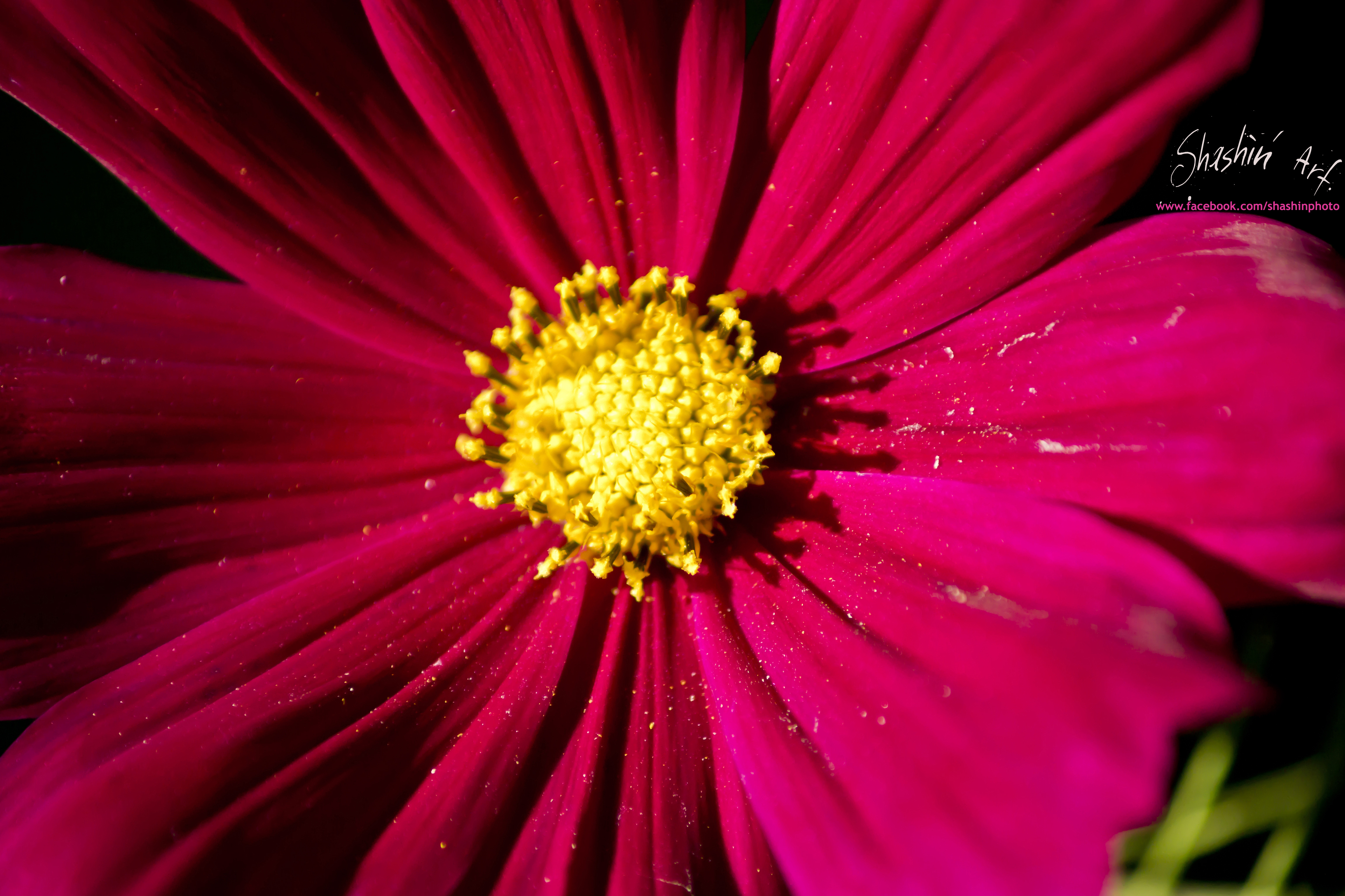 Fonds d'cran Nature Fleurs 