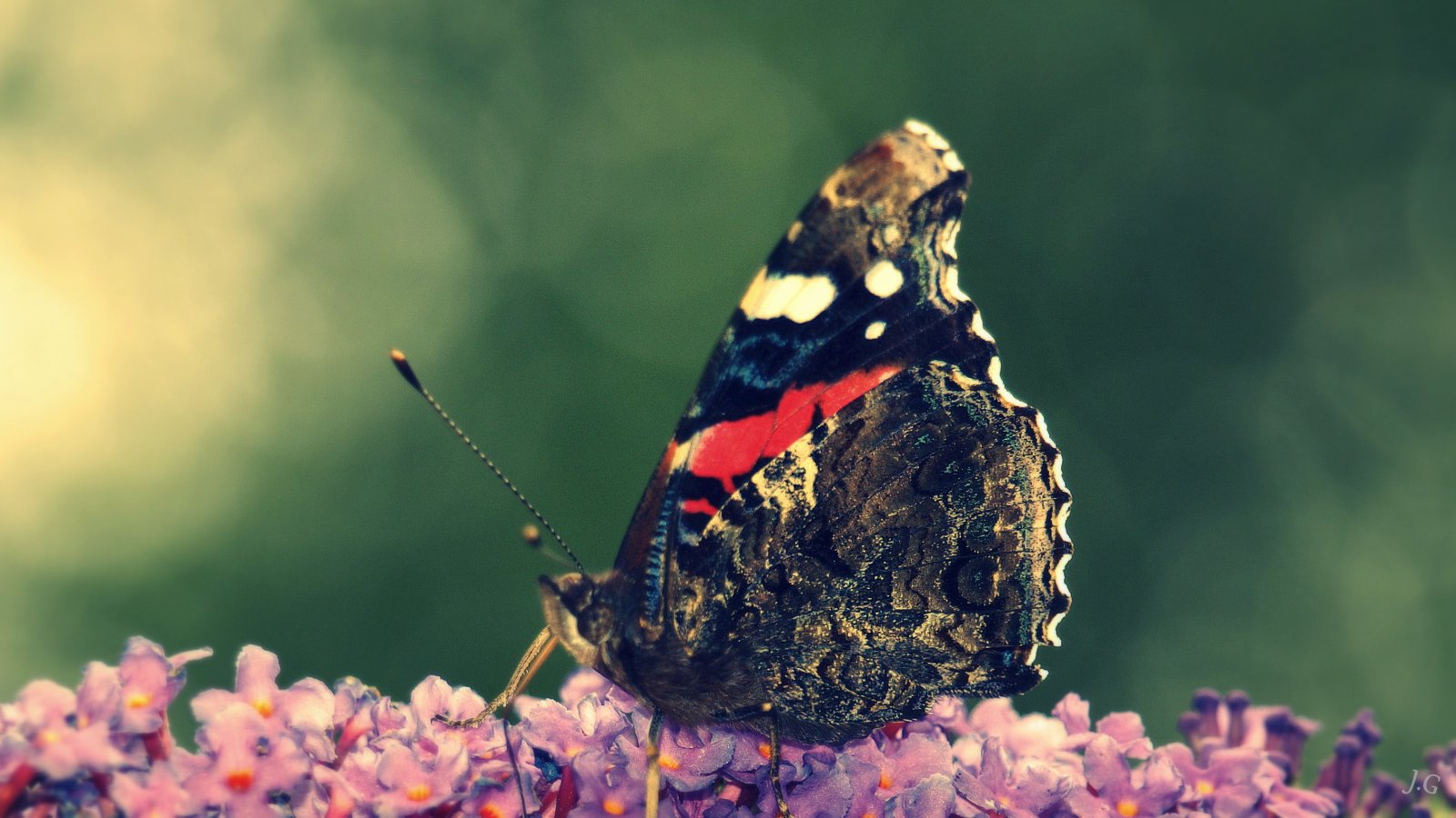 Fonds d'cran Animaux Insectes - Papillons Papillon