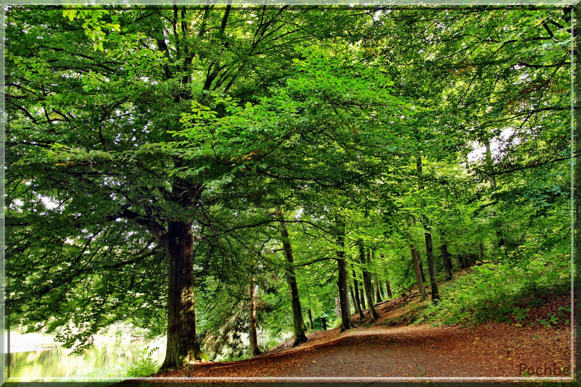 Fonds d'cran Nature Arbres - Forts 