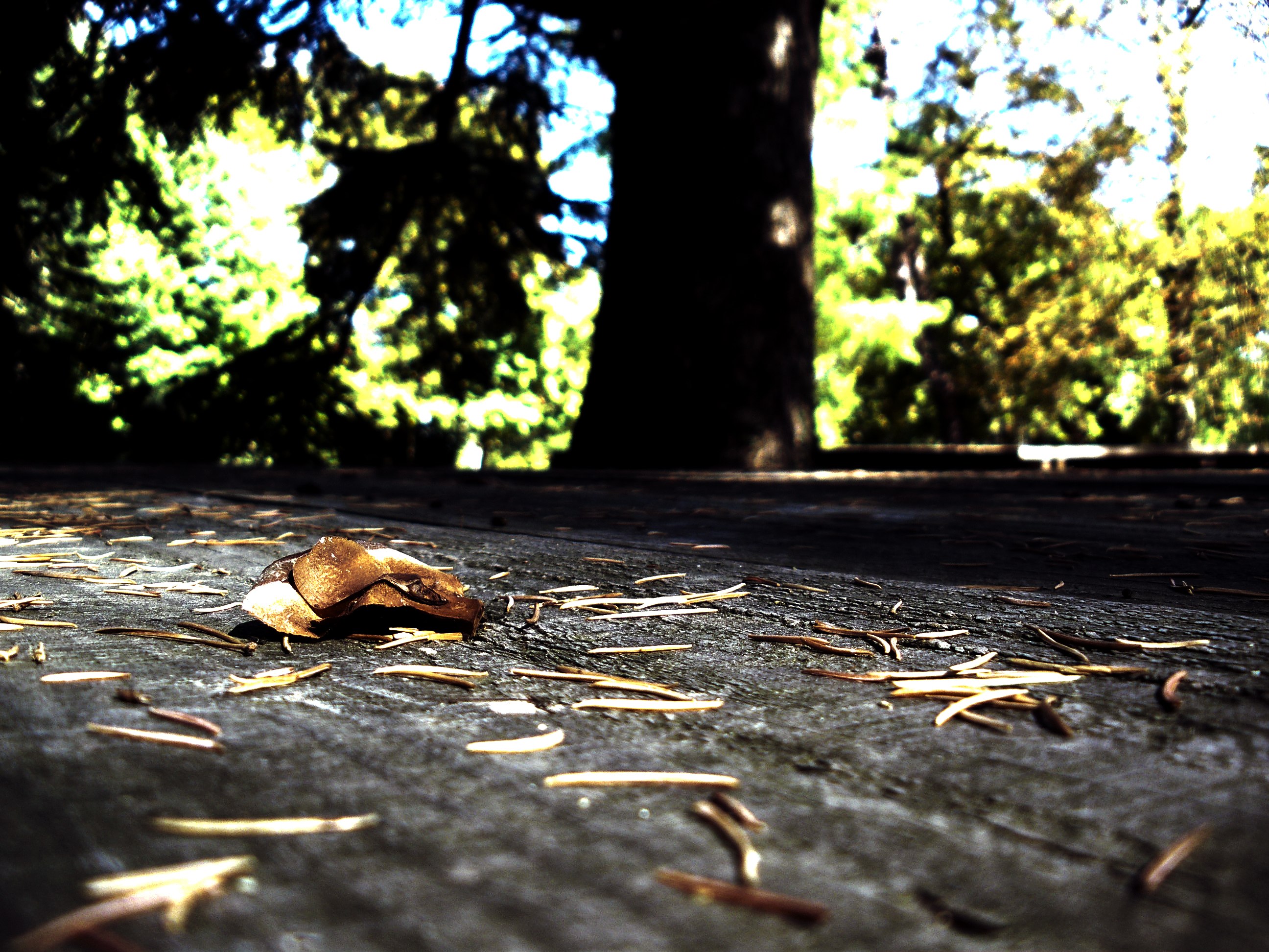 Fonds d'cran Nature Feuilles - Feuillages feuille_seule