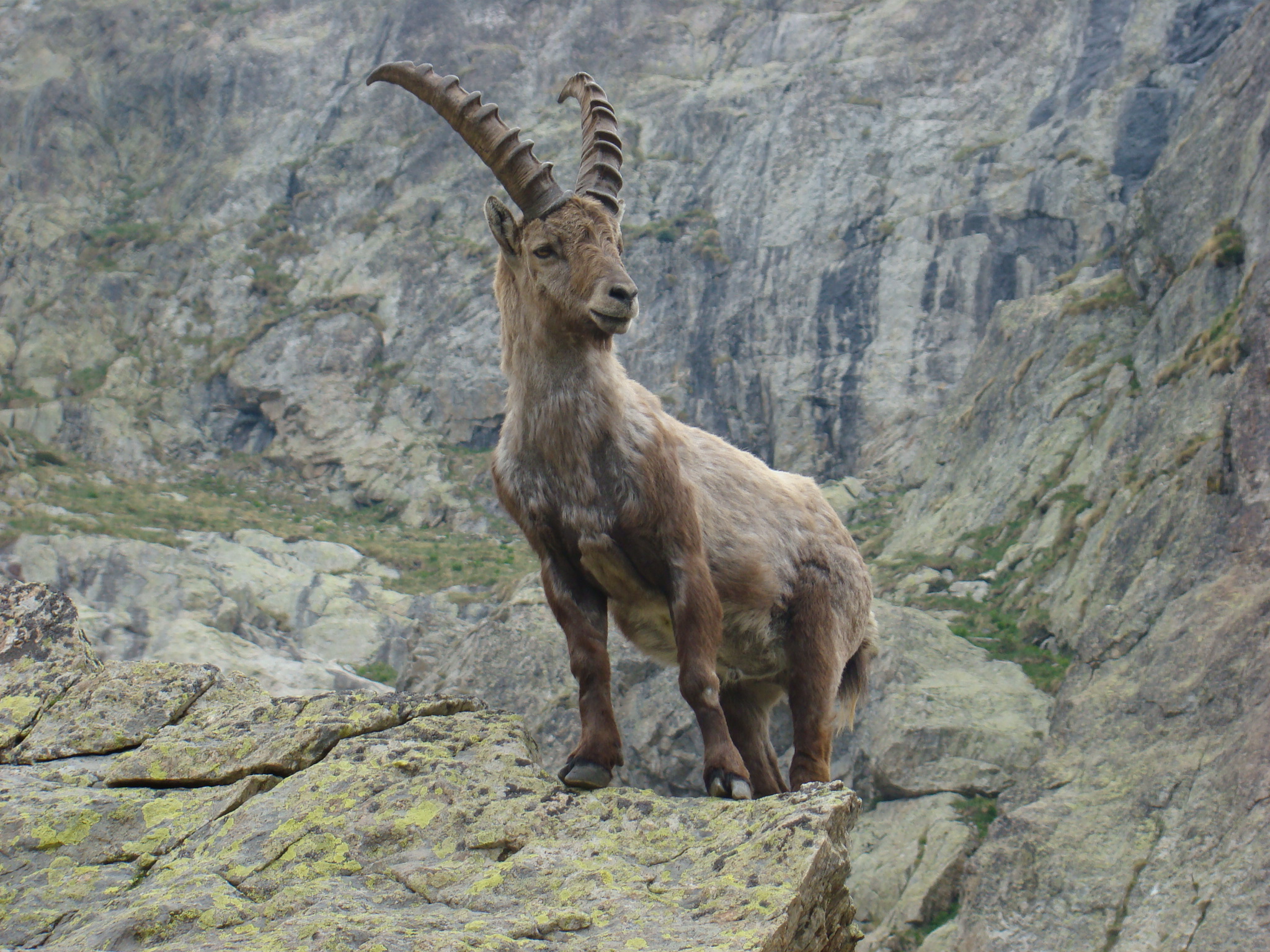 Wallpapers Animals Ibex bouquetins du mercantour