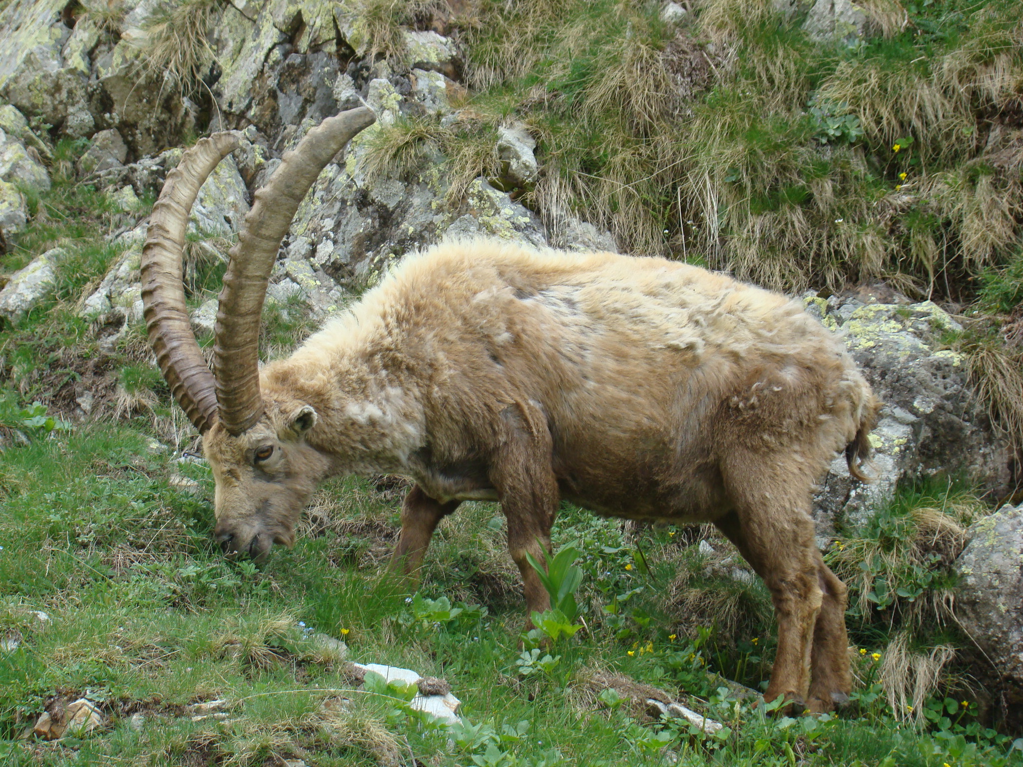 Fonds d'cran Animaux Bouquetins bouquetins du mercantour