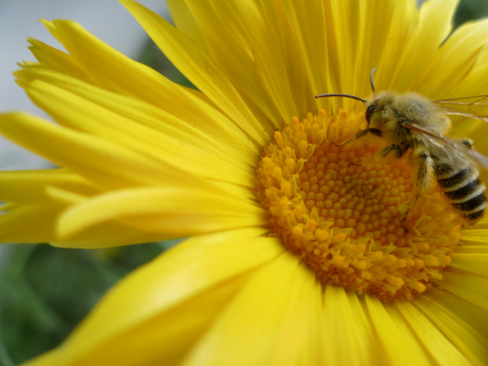 Fonds d'cran Animaux Insectes - Abeilles Gupes ... petites ouvrières au travail