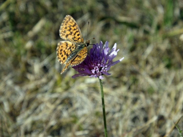 Fonds d'cran Animaux Insectes - Papillons les papillons