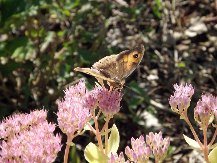 Fonds d'cran Animaux Insectes - Papillons les papillons