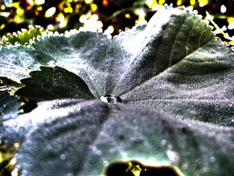 Wallpapers Nature Water - Drops feuille