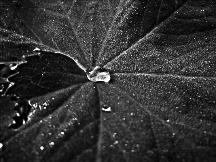 Wallpapers Nature Water - Drops feuille