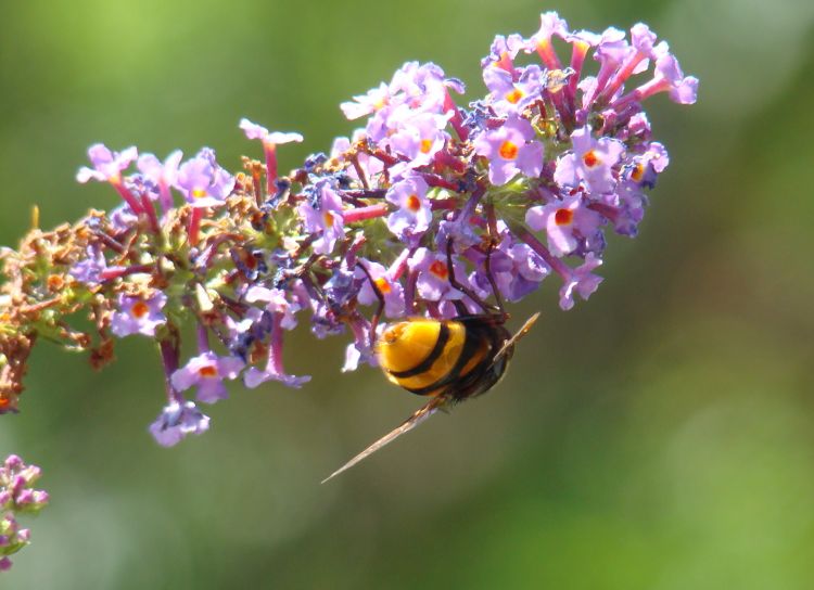 Fonds d'cran Animaux Insectes - Abeilles Gupes ... petites ouvrières au travail