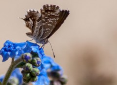  Animaux nectar de schtroumpf