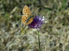  Animaux les papillons