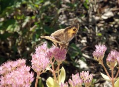  Animaux les papillons