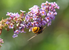  Animals petites ouvrières au travail