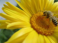  Animaux petites ouvrières au travail