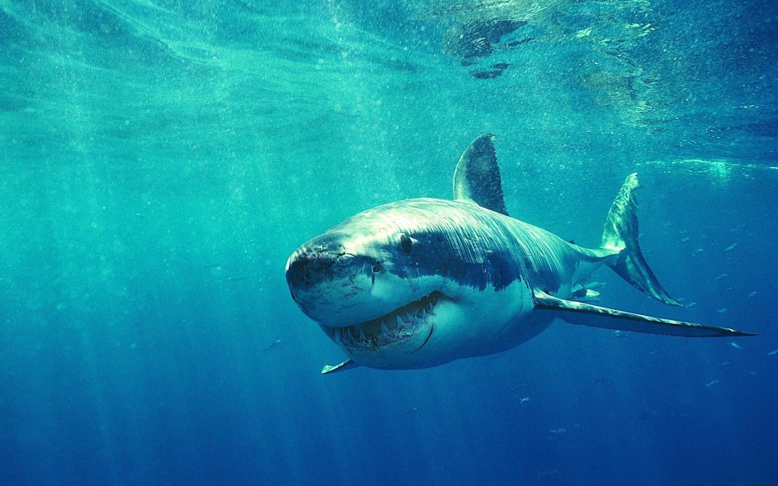 Fonds d'cran Animaux Vie marine - Requins requin blanc