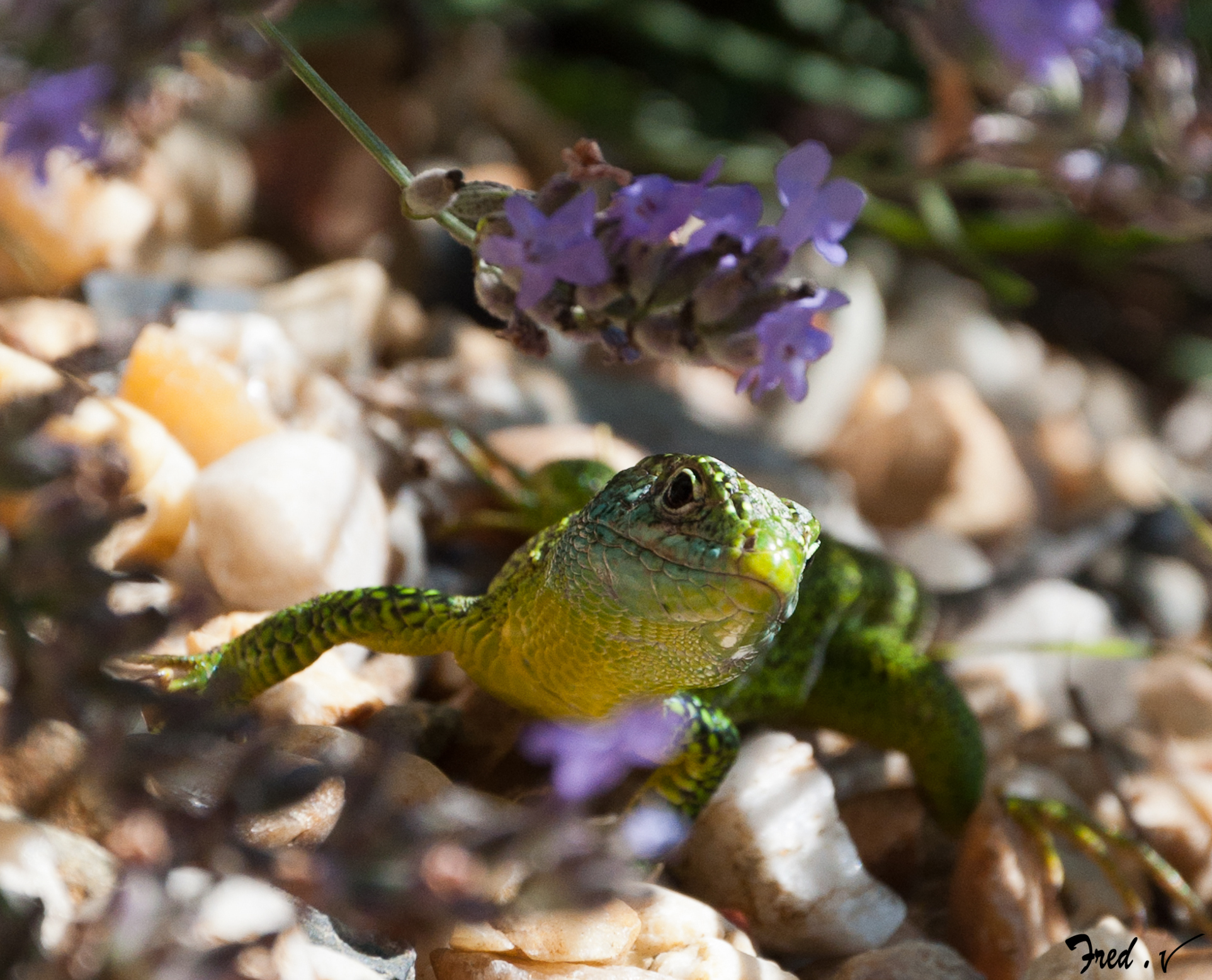 Fonds d'cran Animaux Lzards - Iguanes 