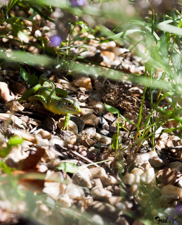 Fonds d'cran Animaux Lzards - Iguanes Wallpaper N316031