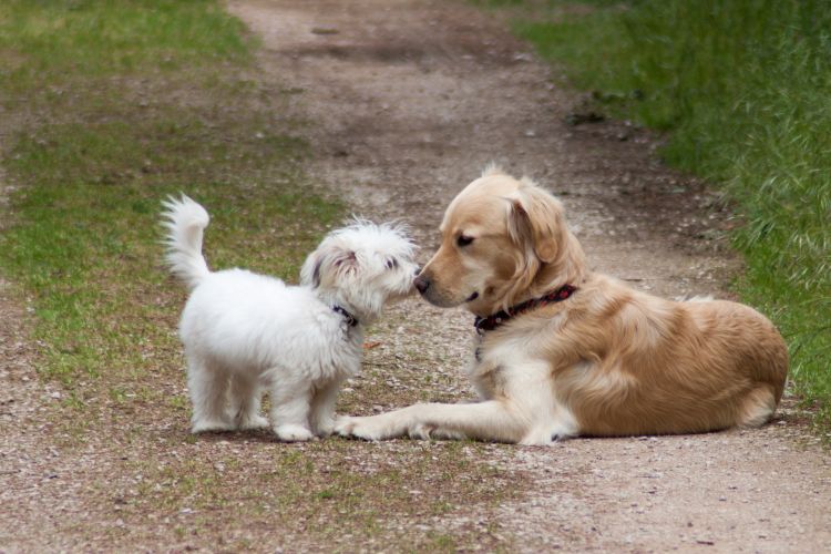 Fonds d'cran Animaux Chiens la tendresse