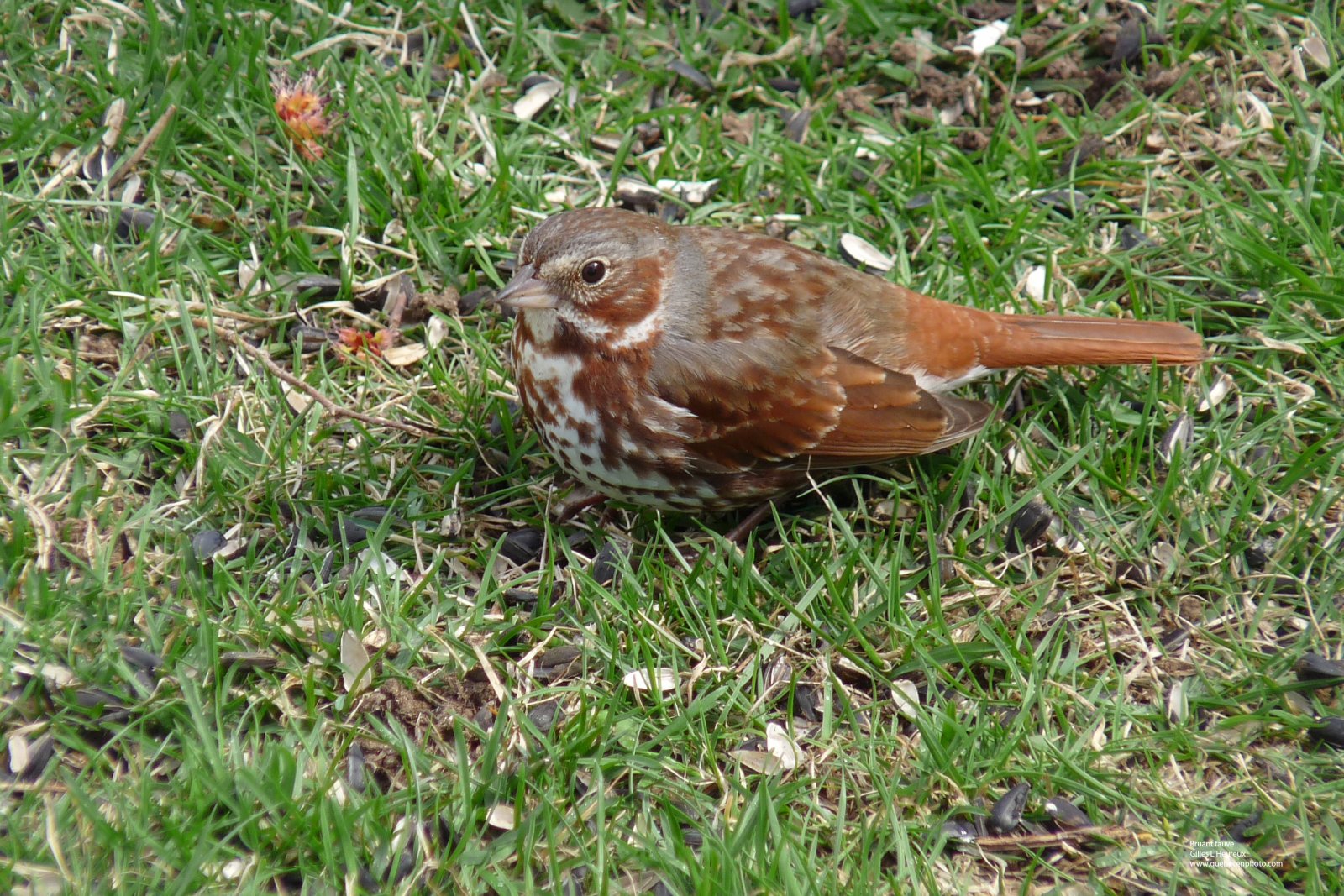 Fonds d'cran Animaux Oiseaux - Bruants 