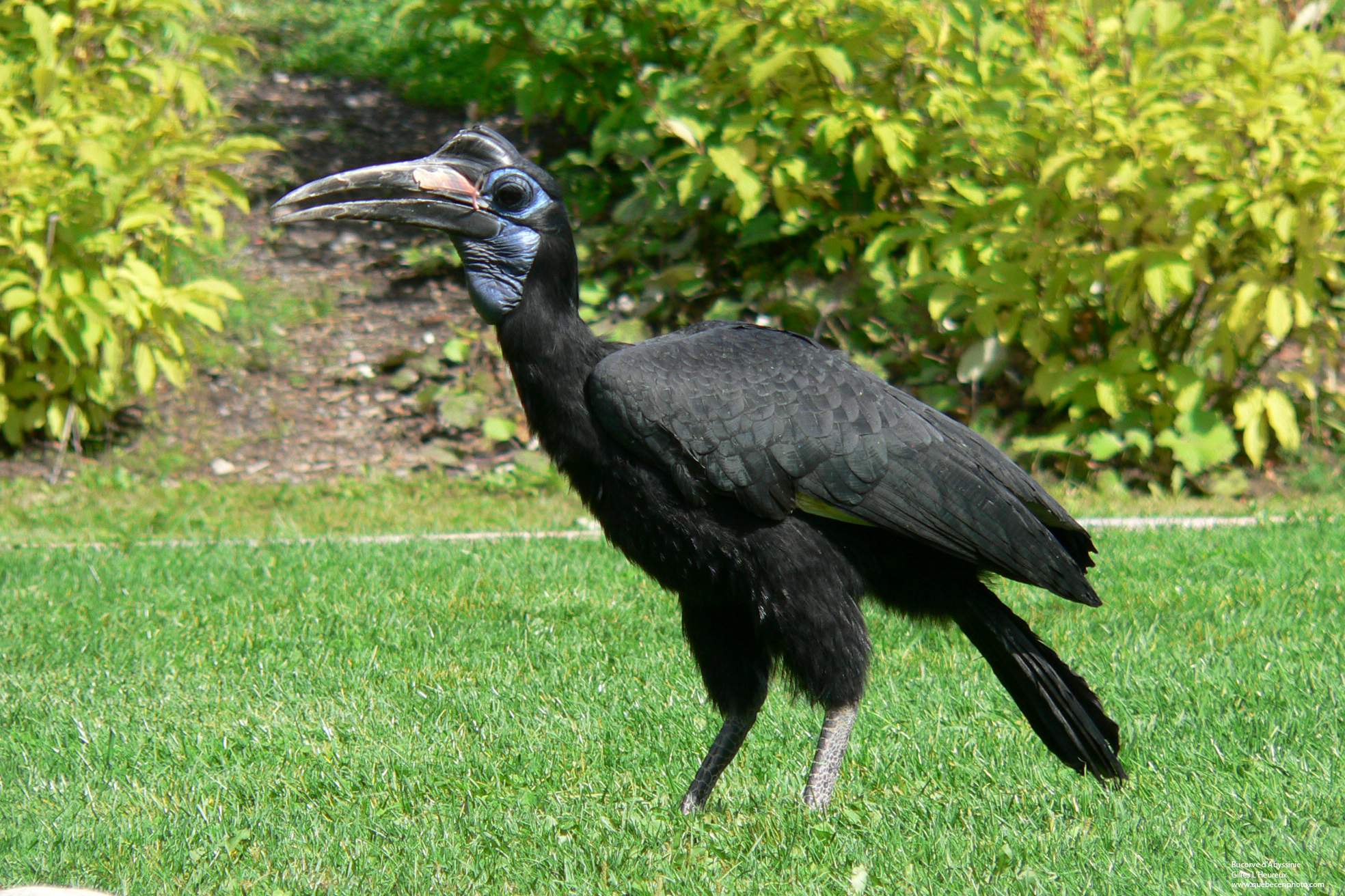 Fonds d'cran Animaux Oiseaux - Bucorve d'Abyssinie Bucorve d'Abyssinie