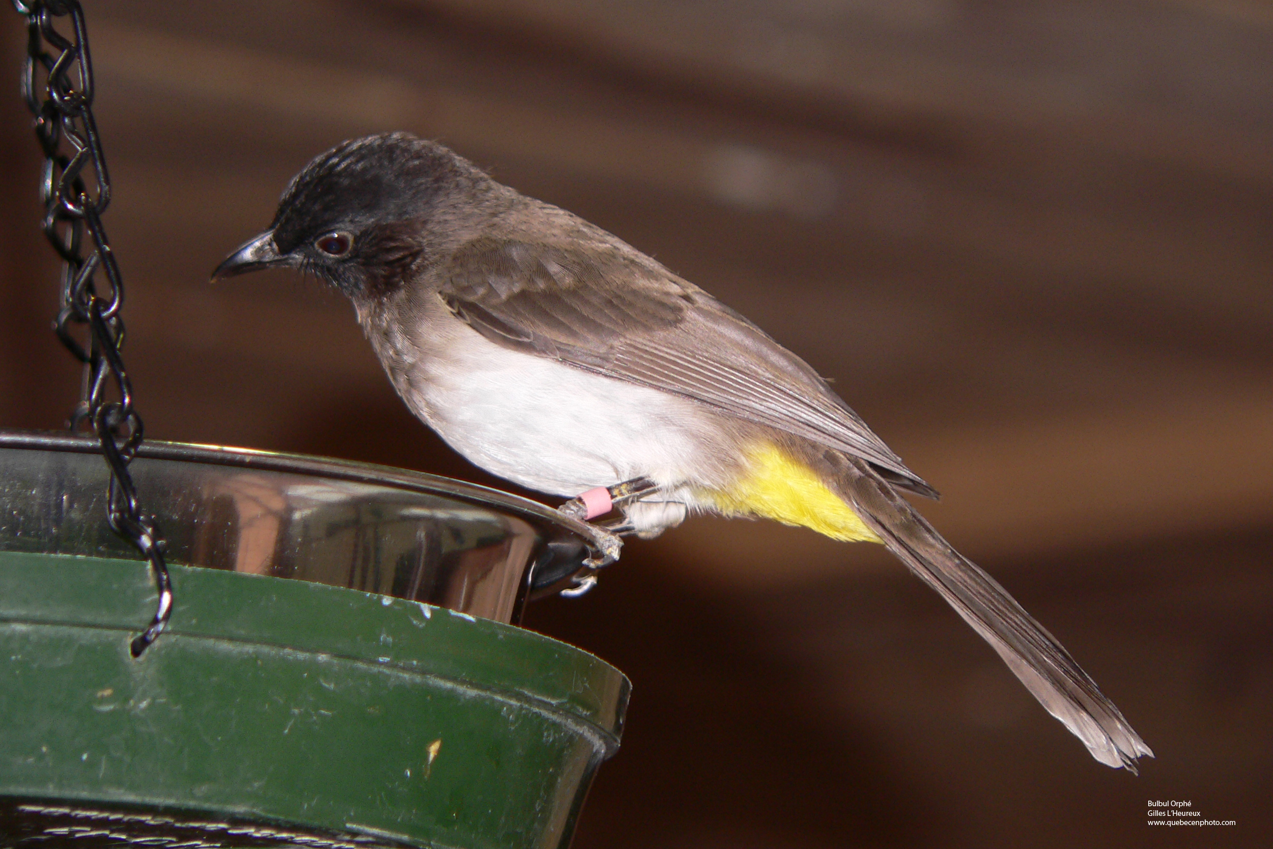 Fonds d'cran Animaux Oiseaux - Bulbul Orphe Bulbul Orphe