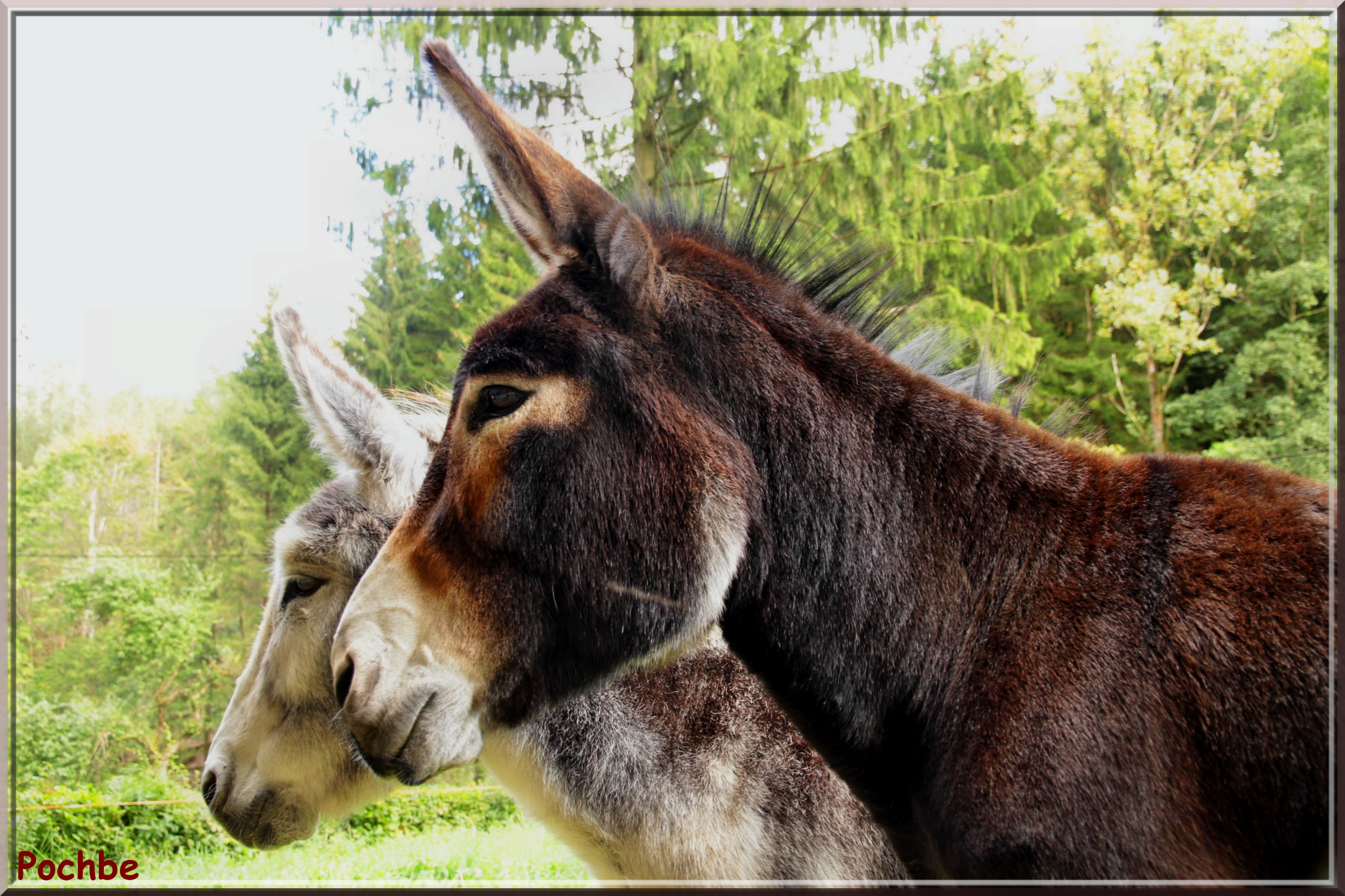 Wallpapers Animals Donkeys 