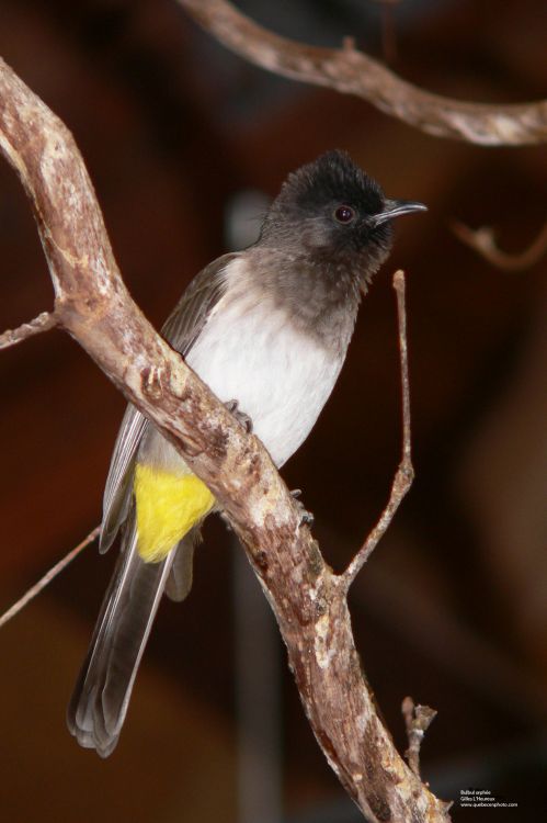 Wallpapers Animals Oiseaux - Bulbul Orphe Bulbul Orphe