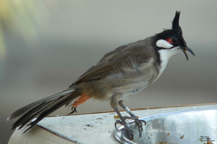 Wallpapers Animals Oiseaux - Bulbul Orphe Bulbul Orphe