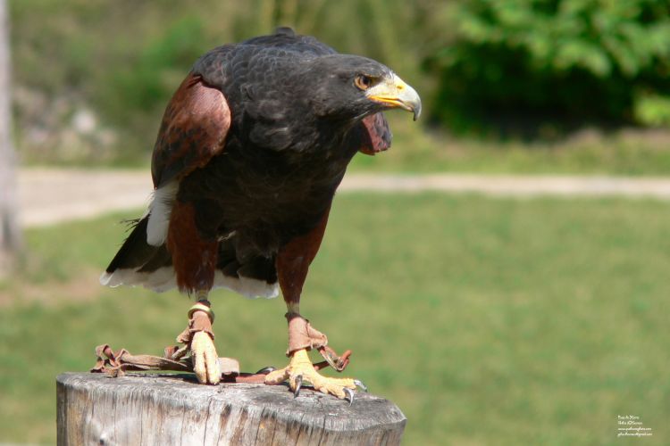 Fonds d'cran Animaux Oiseaux - Buses Buse de harris