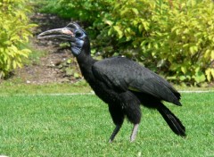  Animaux Bucorve d'Abyssinie