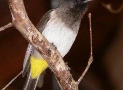  Animals Bulbul Orphe