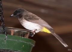  Animals Bulbul Orphe