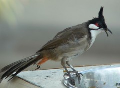  Animals Bulbul Orphe