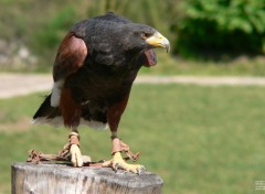  Animaux Buse de harris