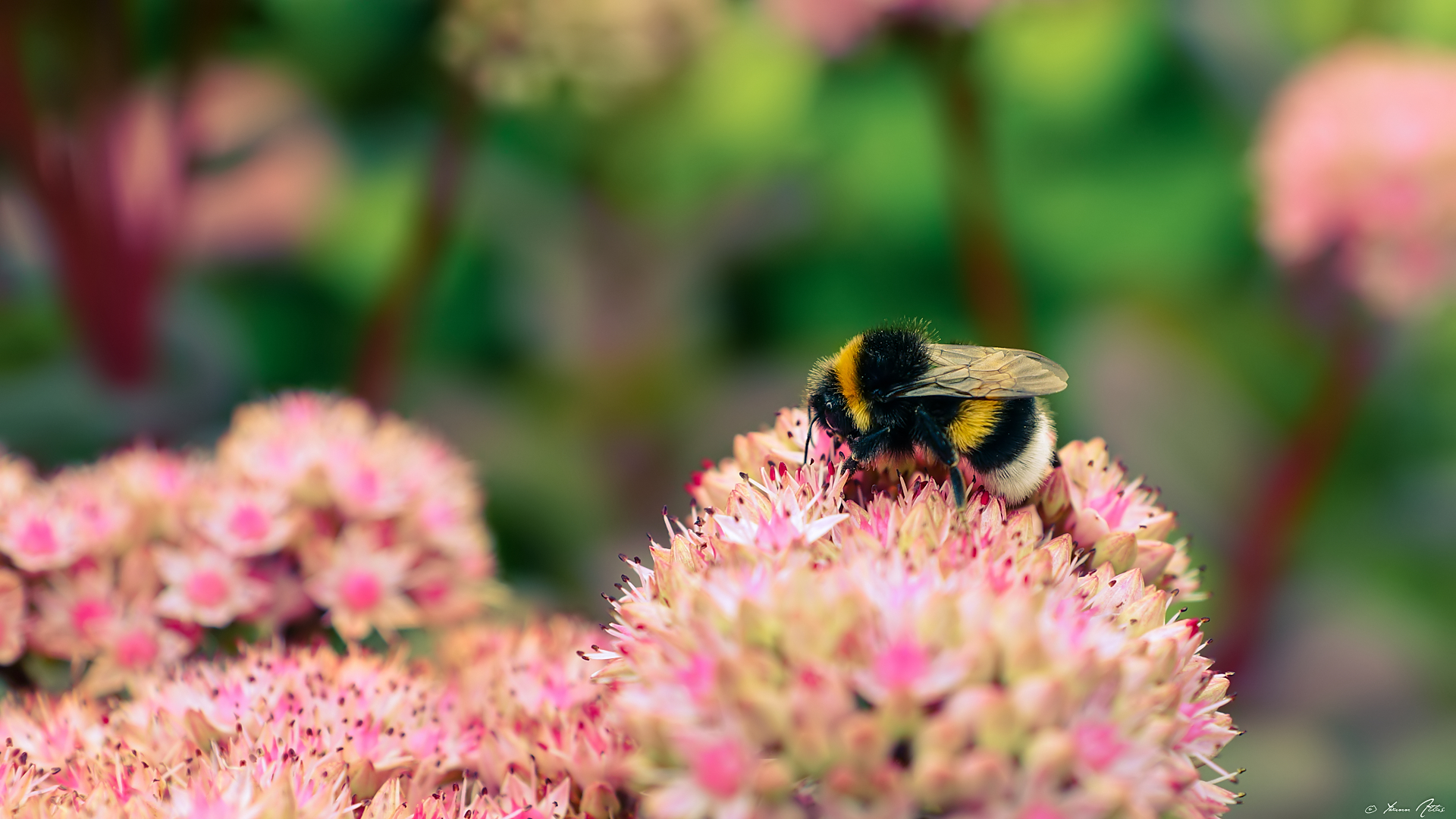 Fonds d'cran Animaux Insectes - Abeilles Gupes ... Pastel Bee