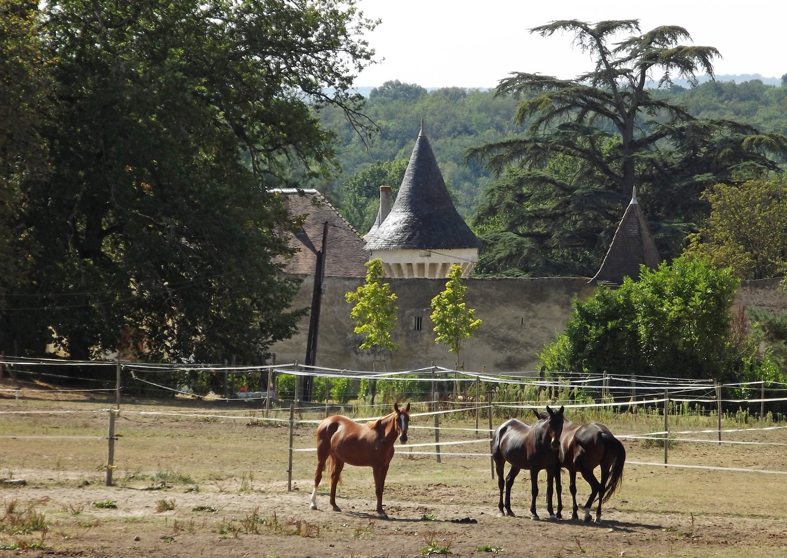 Wallpapers Animals Horses les chevaux