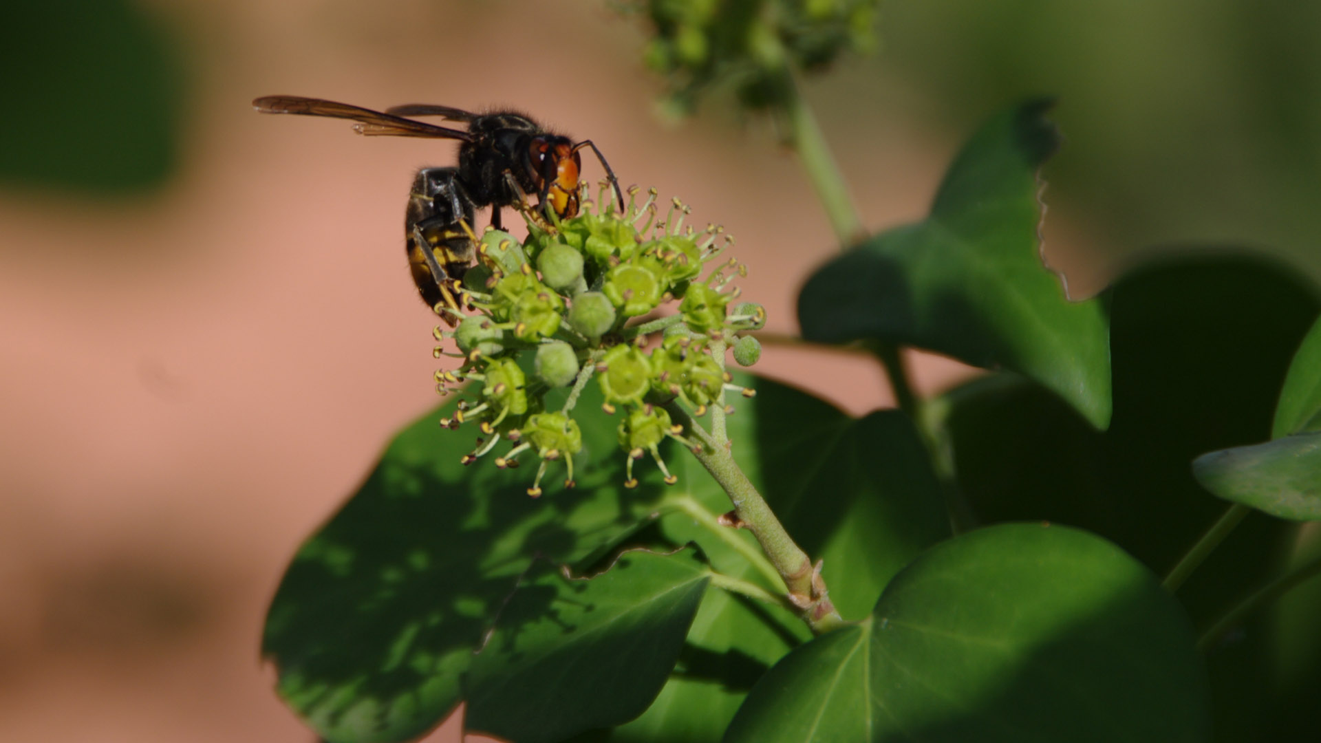 Wallpapers Animals Insects - Bees, Wasps Frelon d'Asie