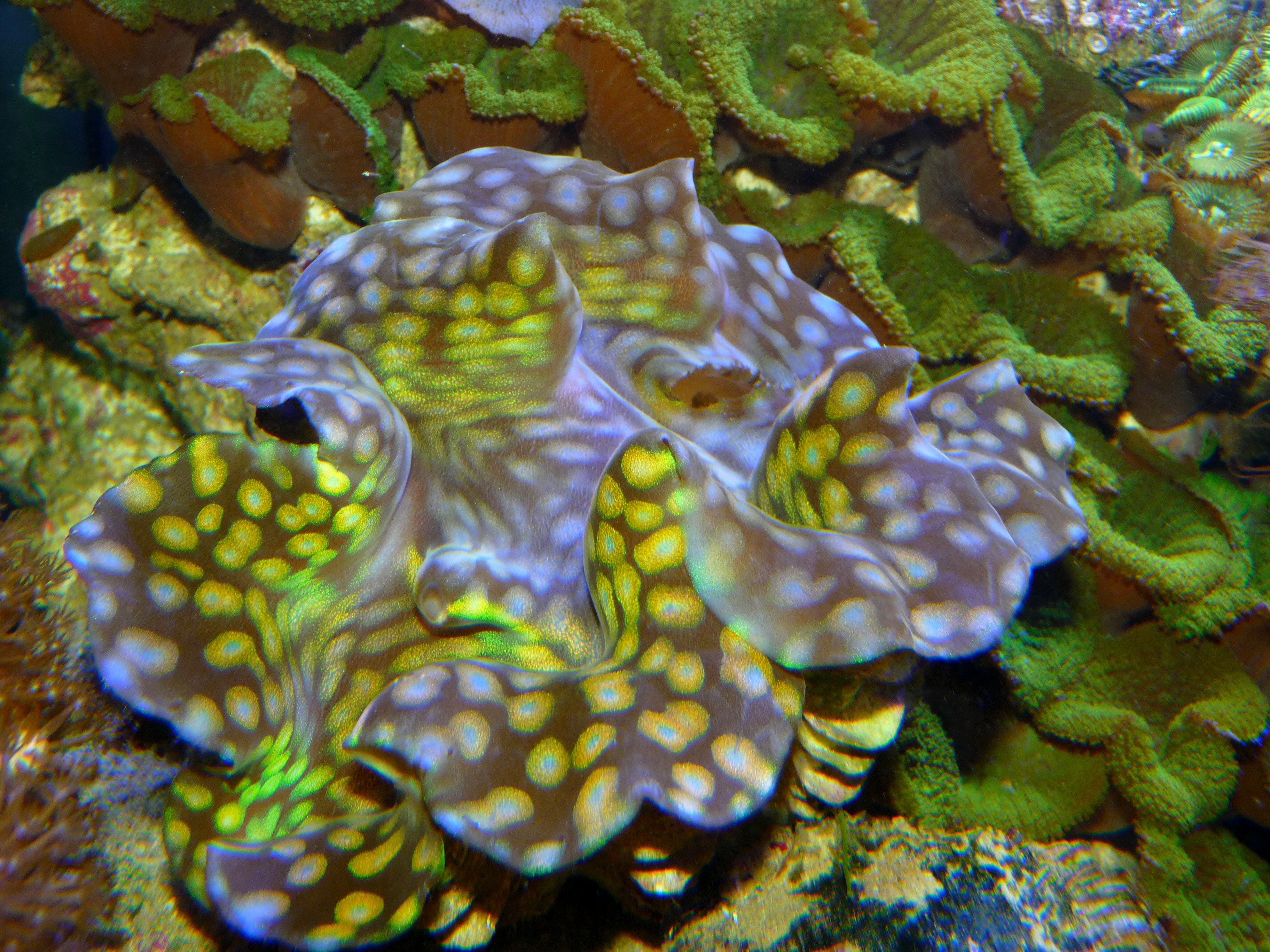 Wallpapers Animals Sealife - Corals Bénitier squamosa dans mon aquarium