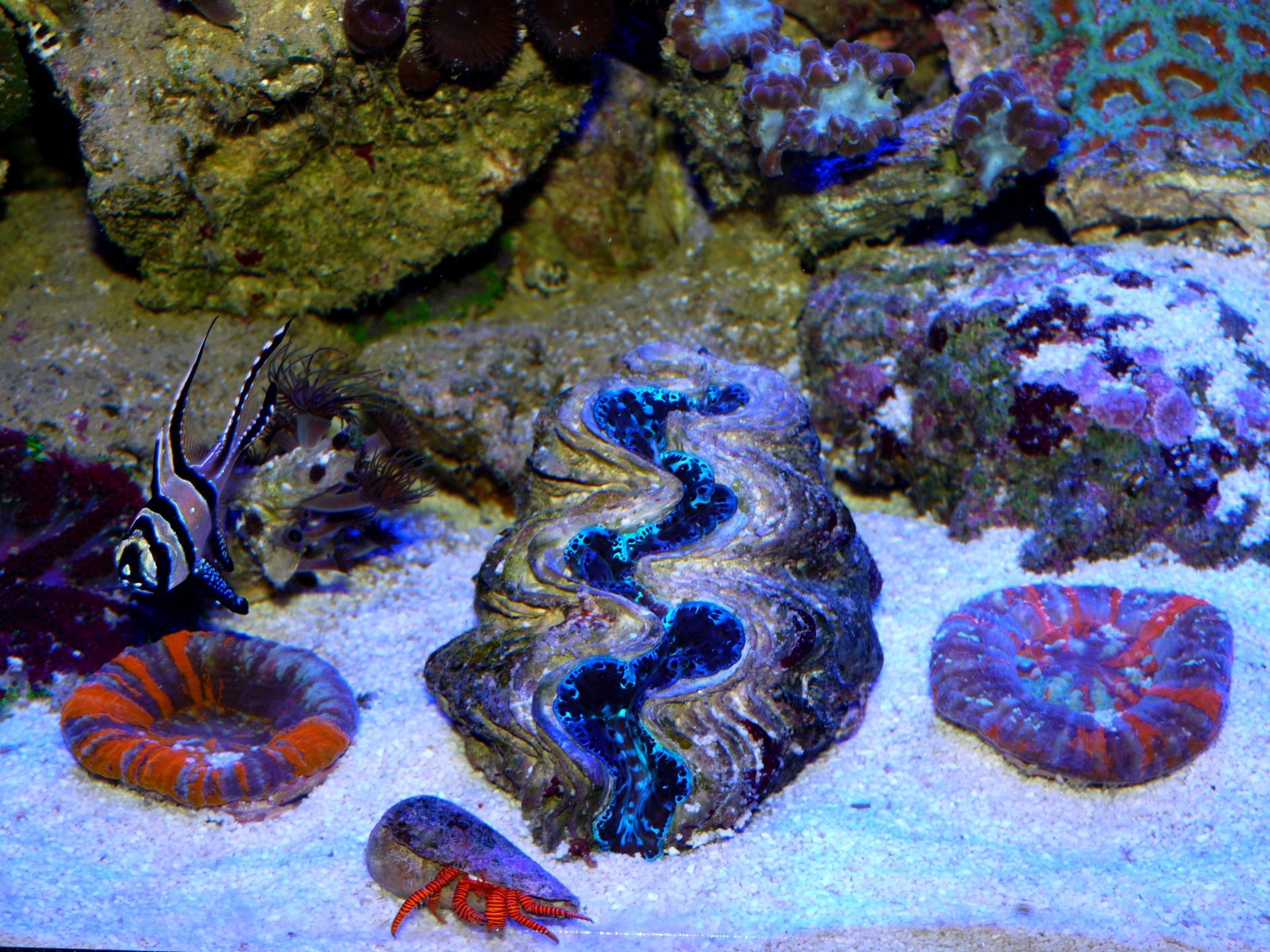 Fonds d'cran Animaux Vie marine - Coraux Partie de mon aquarium