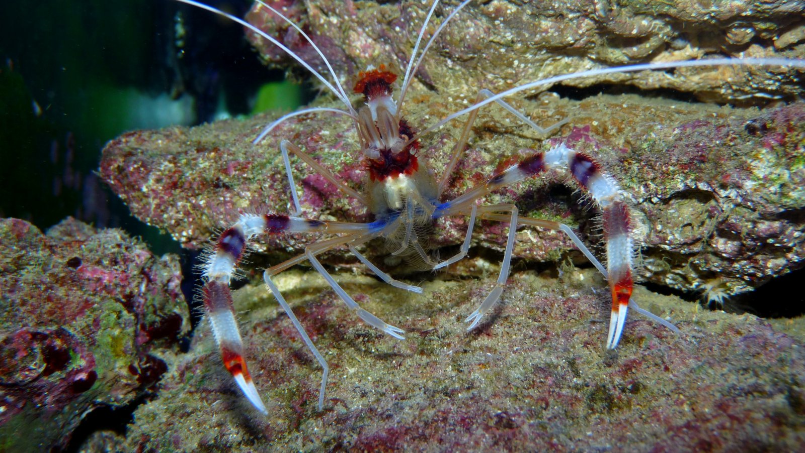 Fonds d'cran Animaux Vie marine - Crustacs Crevette stenopus dans mon aquarium