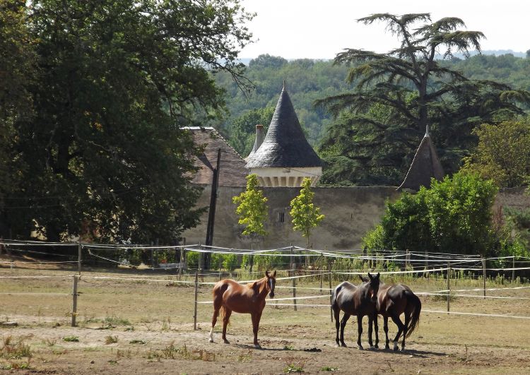 Fonds d'cran Animaux Chevaux les chevaux