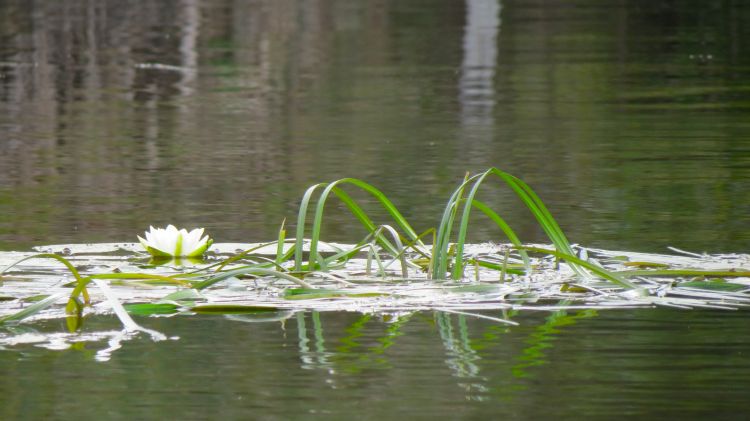 Wallpapers Nature Flowers nenuphar blanc