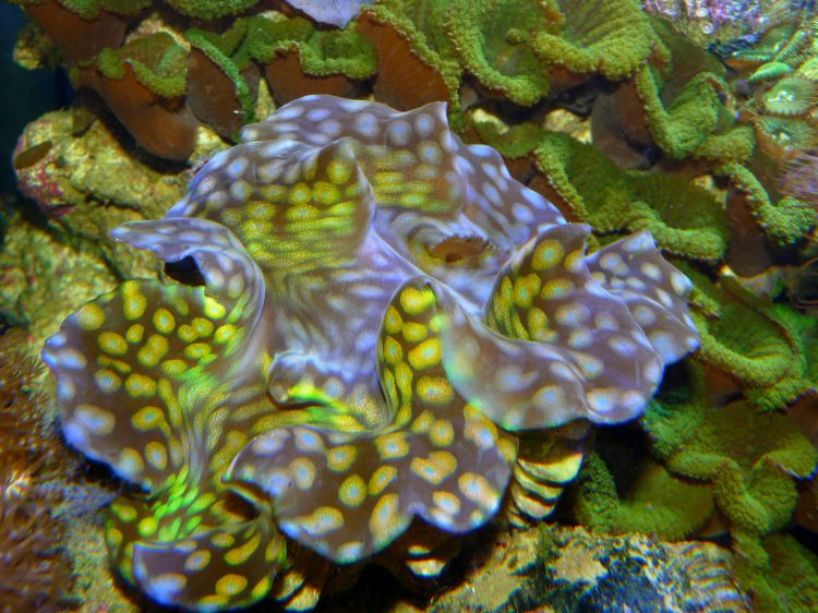 Wallpapers Animals Sealife - Corals Bénitier squamosa dans mon aquarium