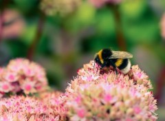  Animaux Pastel Bee