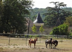  Animaux les chevaux