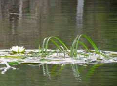  Nature nenuphar blanc